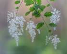USA, Washington State, Seabeck. Ocean spray flowers on tree limbs. Art Print